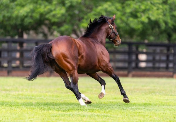 Minding (Galileo) winning the G1 Epsom Oaks at Epsom