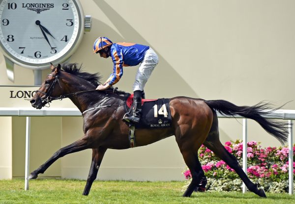 Order Of St George winning the Ascot Gold Cup