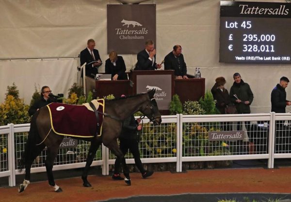 Son Of Yeats Tops Cheltenham December Sale At £295000