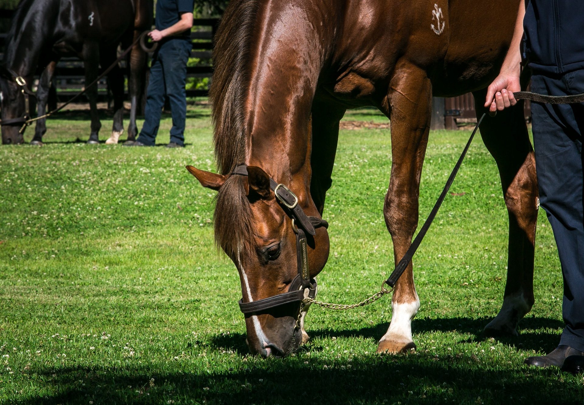 Starspangledbanner Grazing