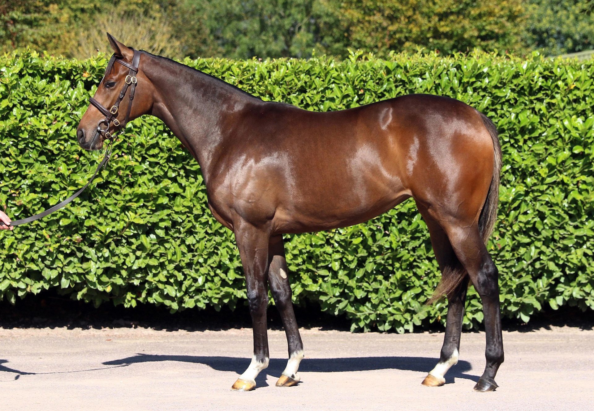 €2 2Million Galileo Filly Ex Aleagueoftheirown