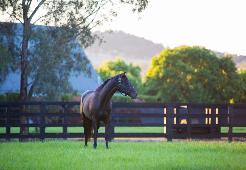 Pierro Paddock