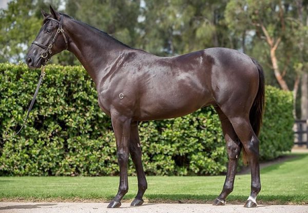 Pierro ex Muisdora yearling colt