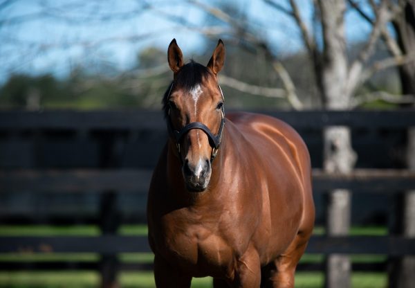 Saxon Warrior paddock shot