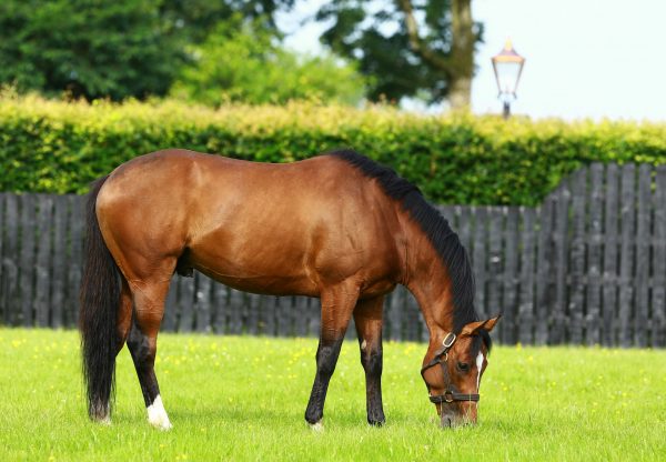 Gleneagles Paddock