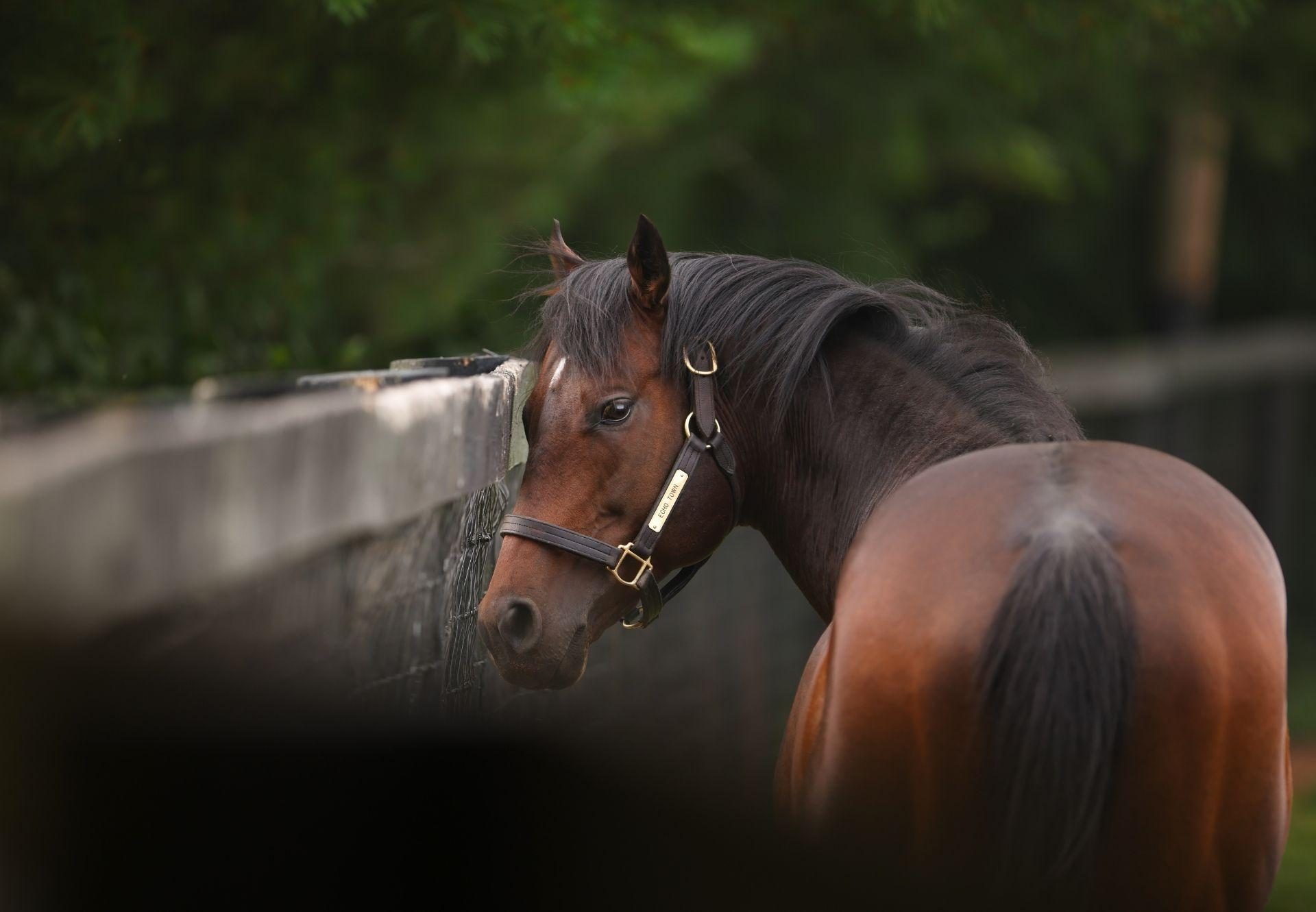 Echo Town paddock shot