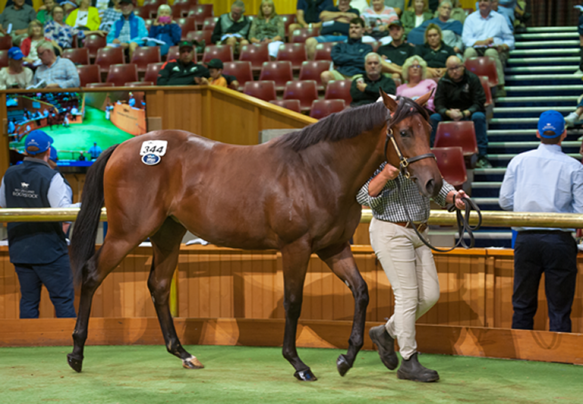 Pierro X Meleka Belle yearling filly selling for $500,000 at Karaka