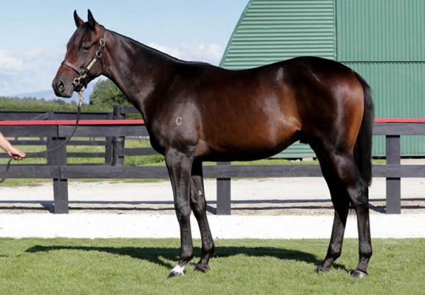 Pierro X Charmont yearling colt