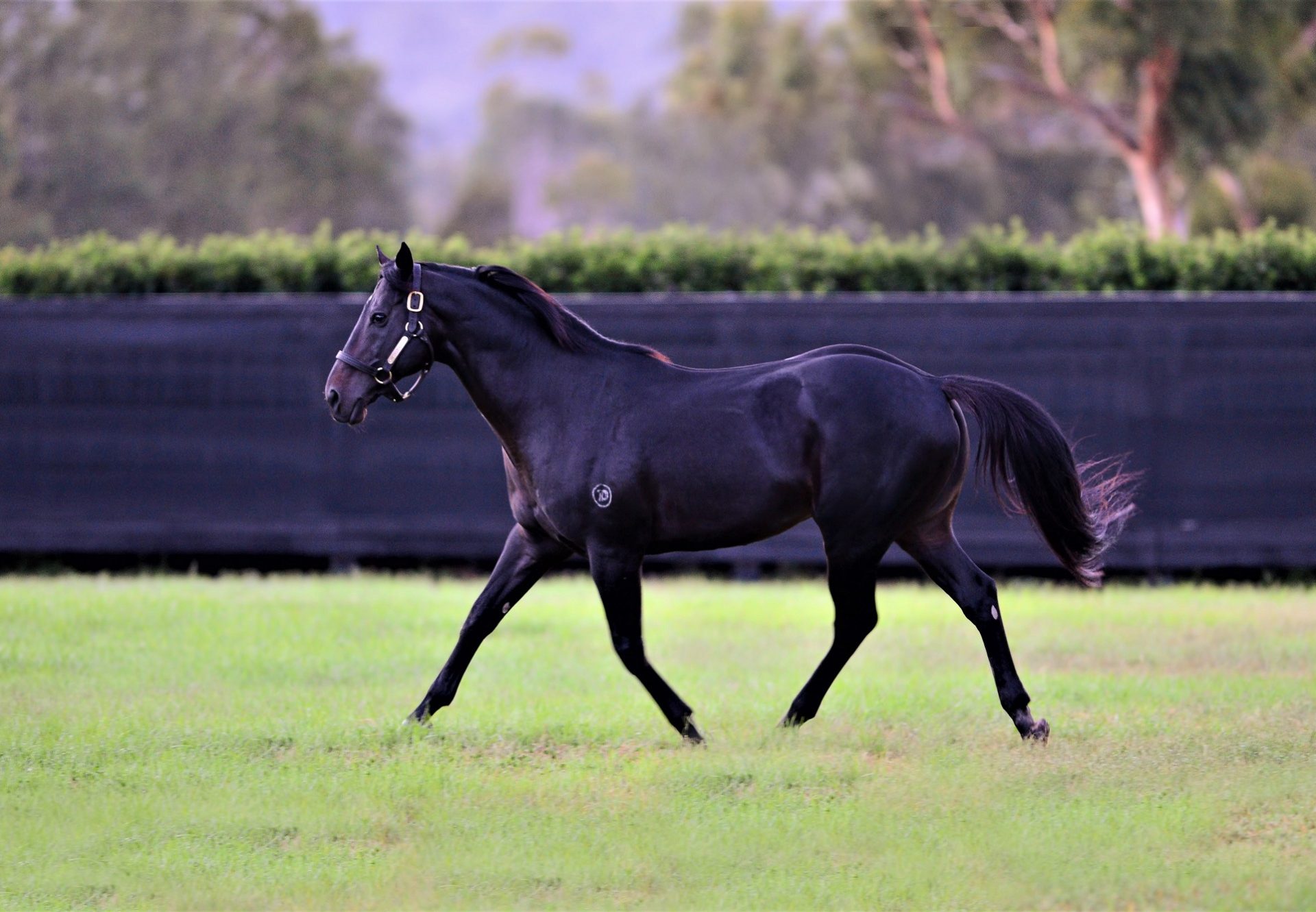 Pierro paddock