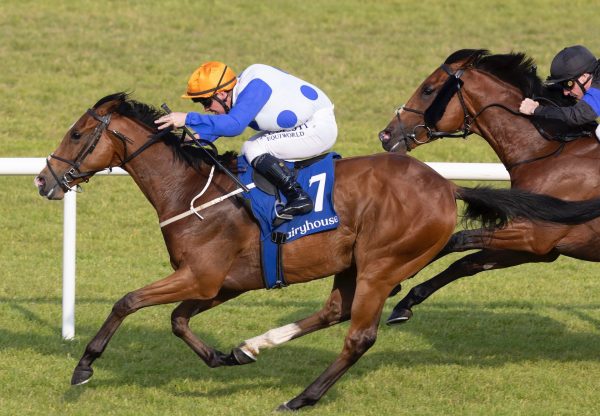 Hero Blues (Saxon Warrior) Wins His Maiden At Fairyhouse