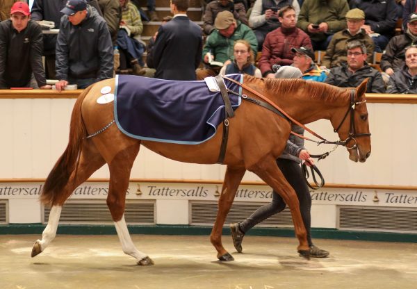 Gan Teorainn (Saxon Warrior) selling for 1,000,000gns at Tatts