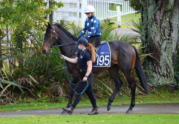 Pierro X Mary Lou colt - Ready to Run sale