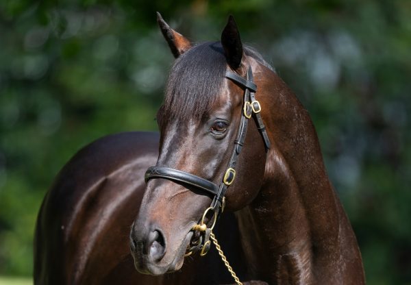 Pierro Head Shot