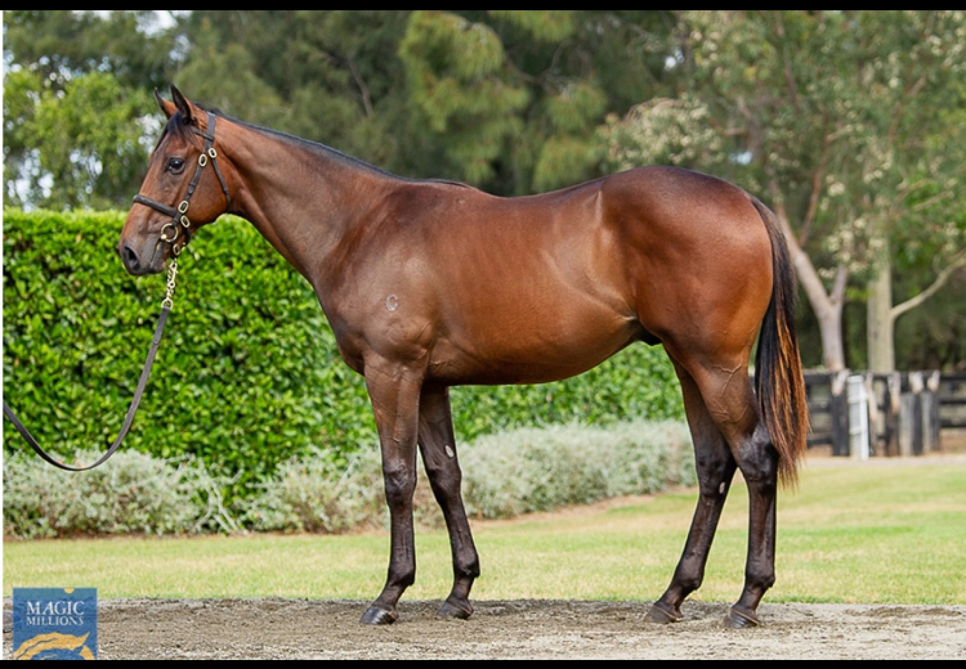 Pierro X Miss Que colt conformation shot