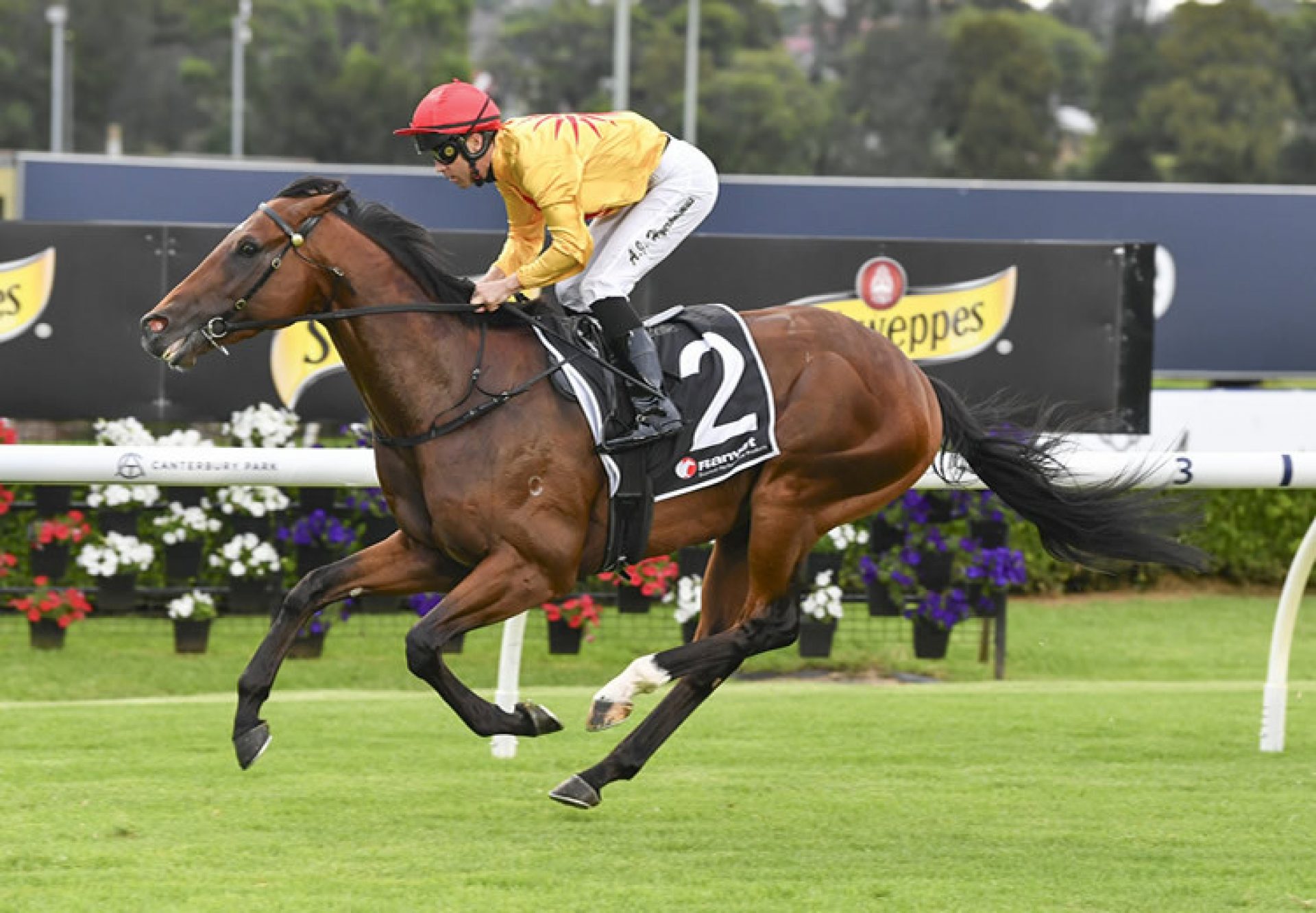 Les Vampires (Pierro) winning at Canterbury