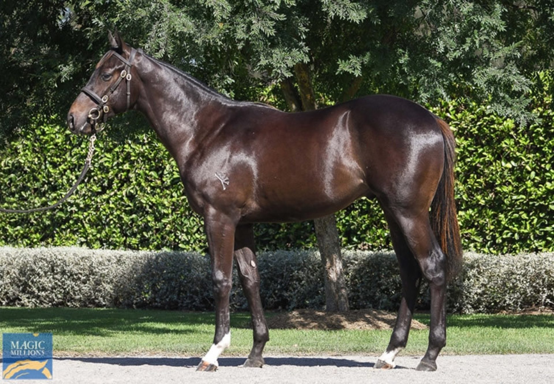 Pierro X Pelican yearling colt conformation shot