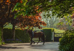 Walk In The Park Paddock Shot