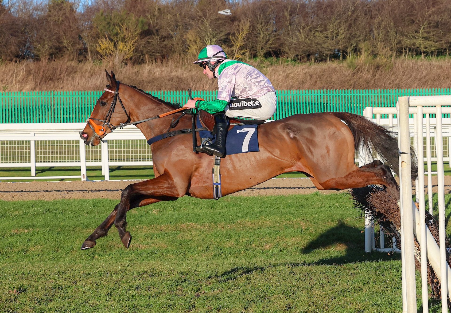 Moon Over Mexico (Soldier Of Fortune) Wins On Rules Debut at Newcastle