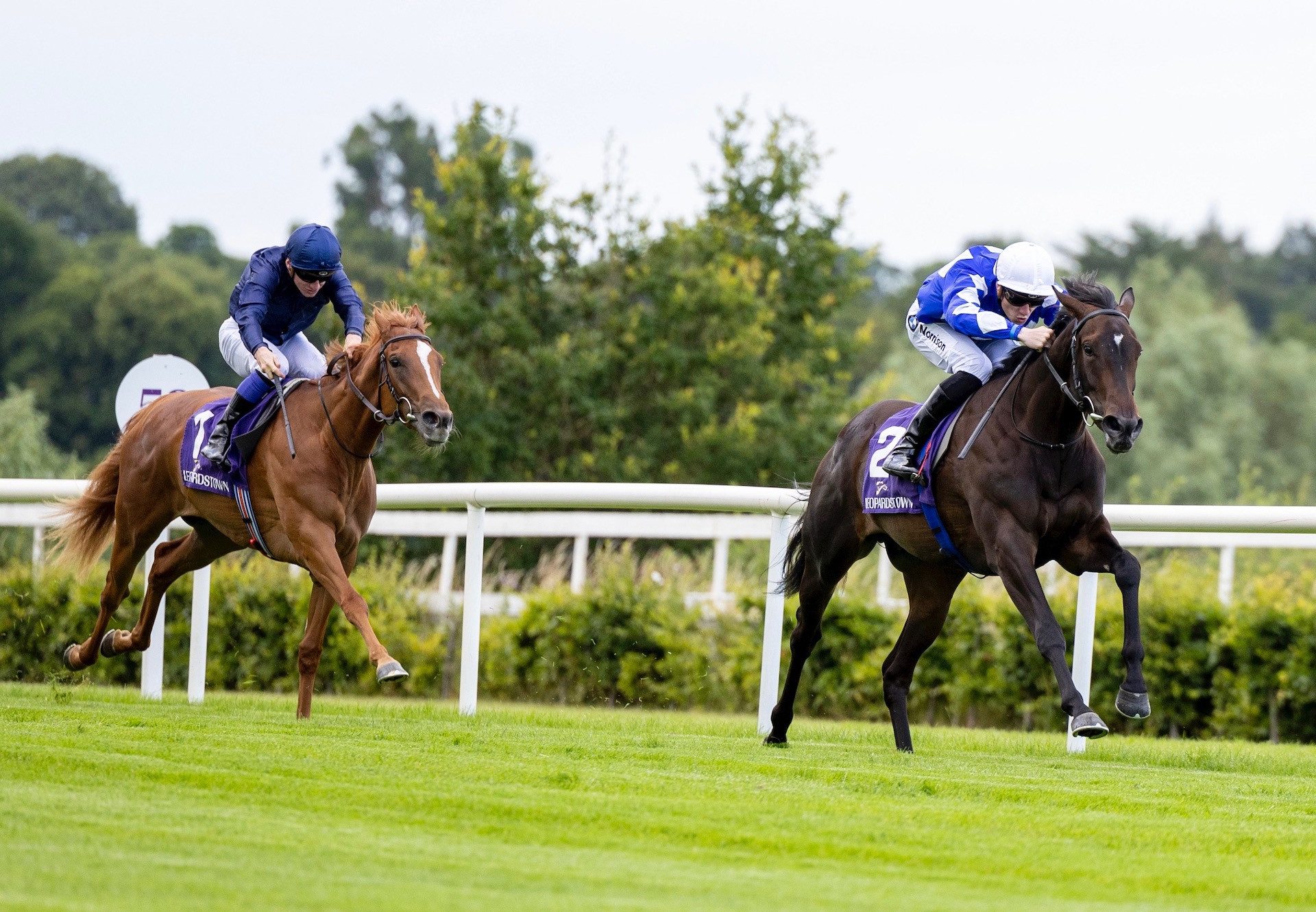 Caroline Street (No Nay Never) Makes A Winning Debut At Leopardstown