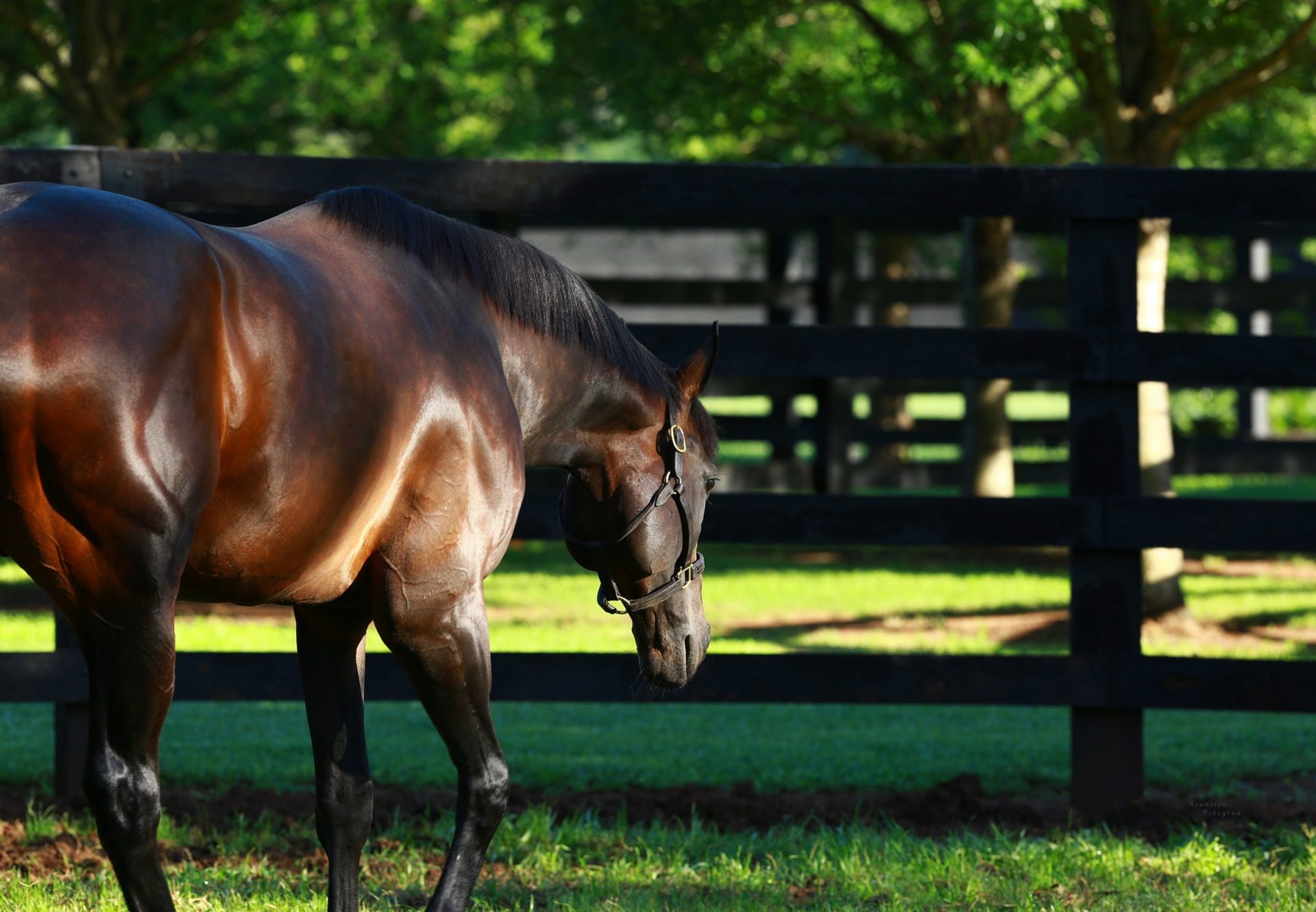 Uncle Mo Paddock