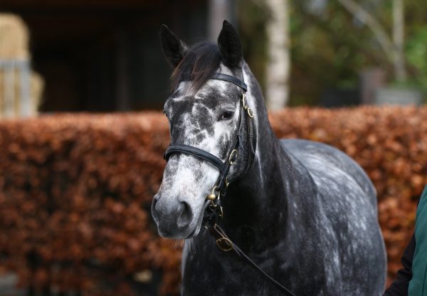 Snowflakes Tops The Goffs Breeding Stock Sale