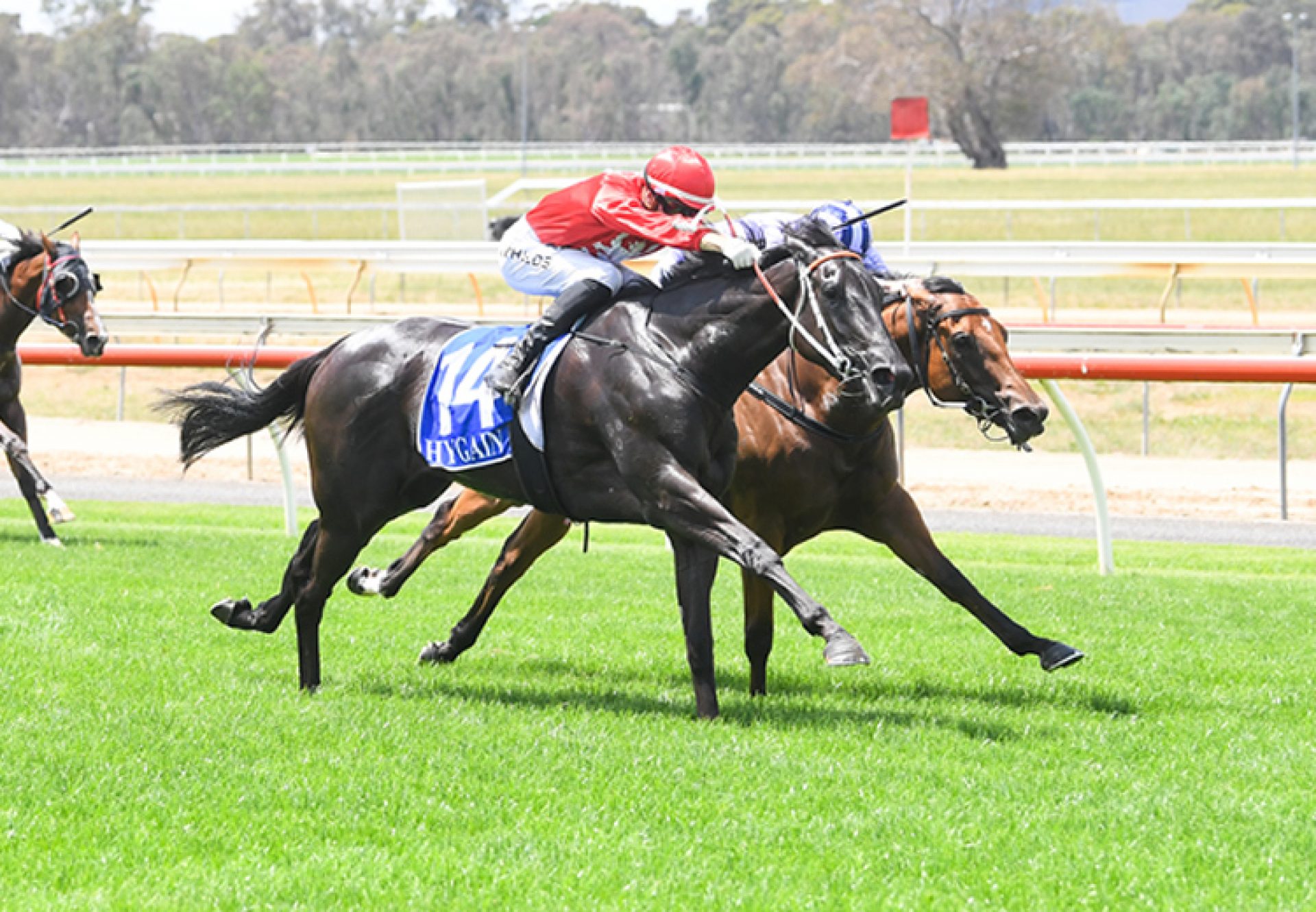 Maisy (Pierro) winning at Seymour