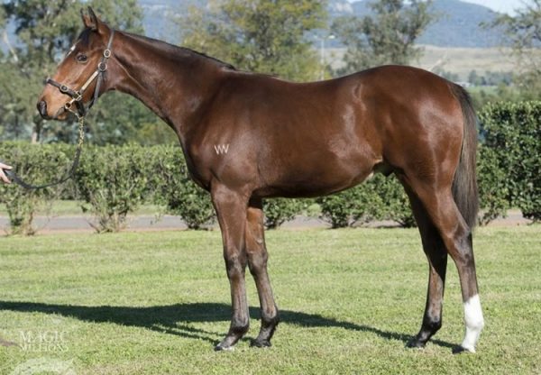 Pierro ex Rocha weanling colt