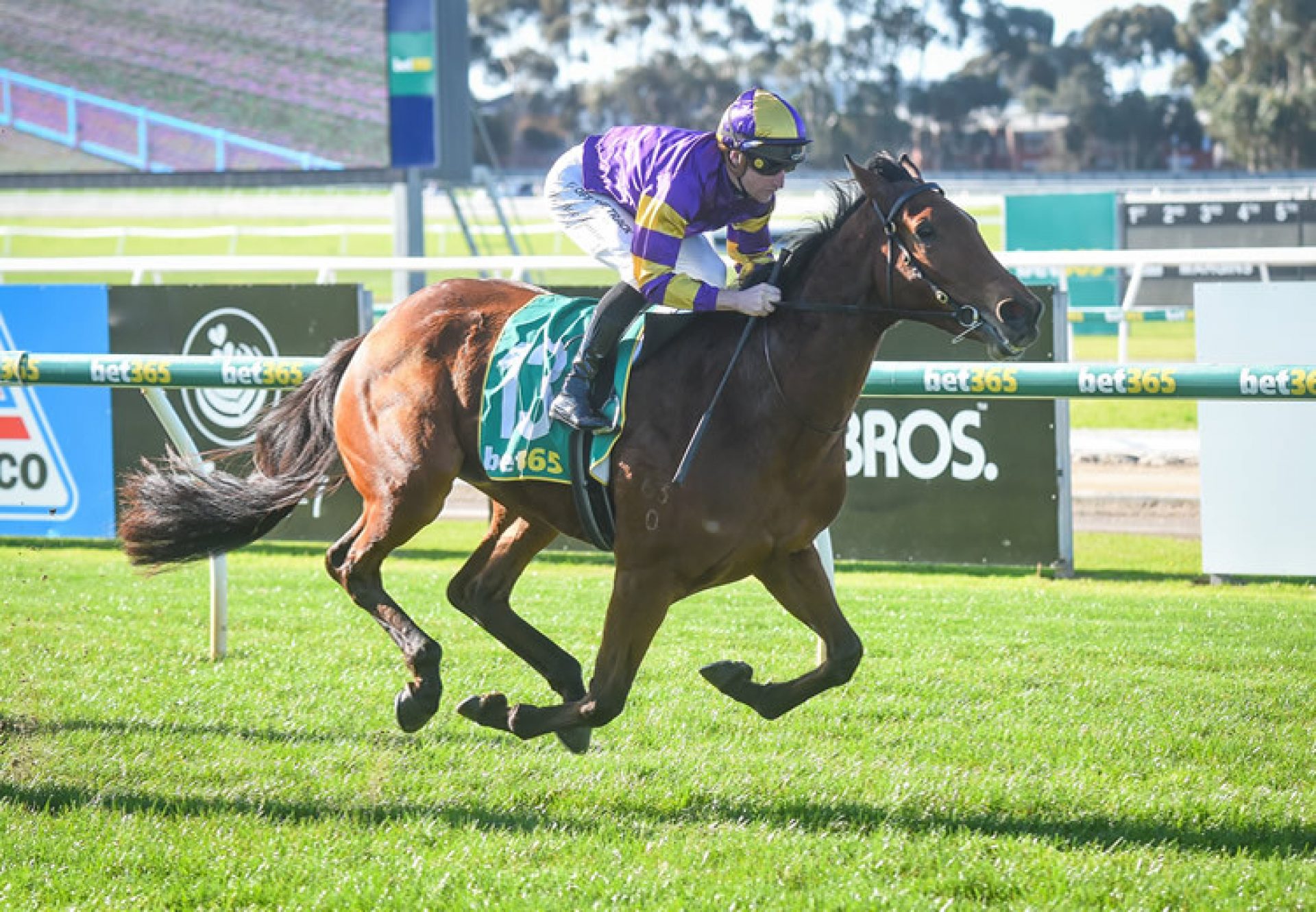 Poifect (Pierro) winning at Geelong