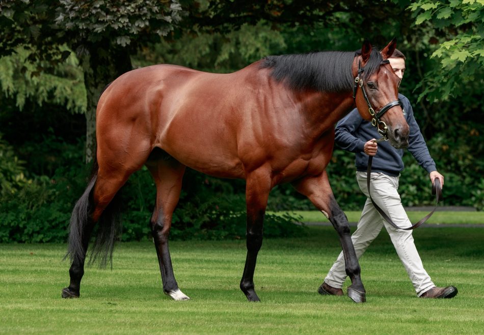 The Yellow Clay (Yeats) Wins His Hurdle Debut At Down Royal