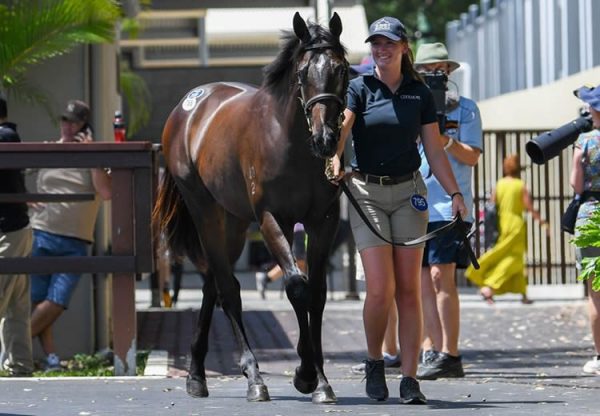 Justify X Invincible Star yearling colt after selling for $1.3 million at the Magic Millions