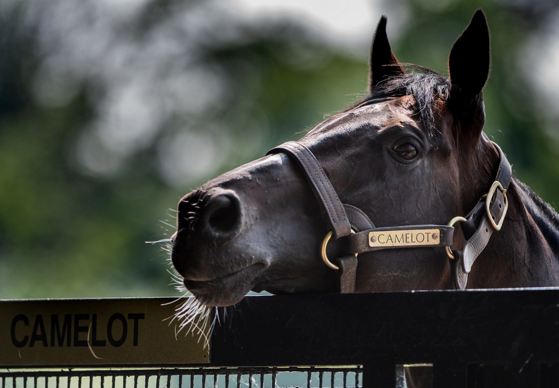 Camelot Paddock