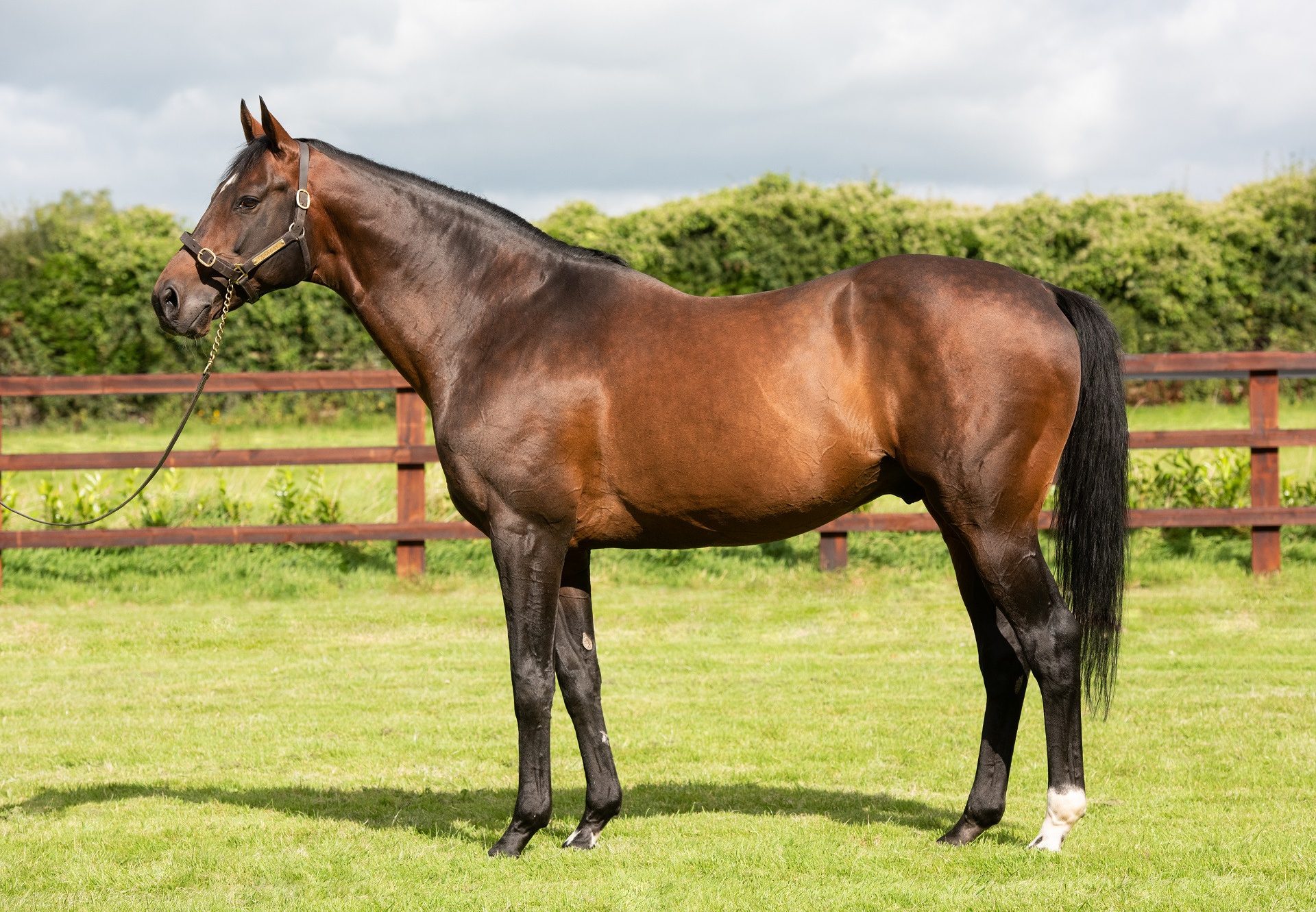 Prosperous Voyage (Zoffany) Wins The Group 1 Falmouth Stakes at Newmarket